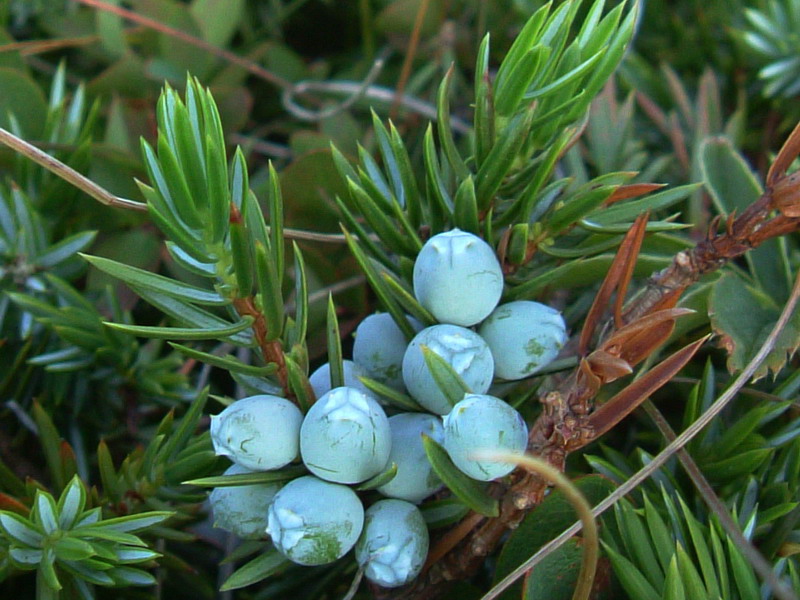 Juniperus communis / Ginepro comune