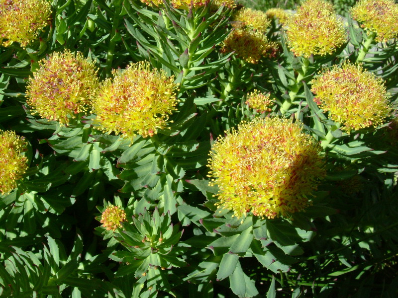 Rhodiola rosea / Rodiola rosea