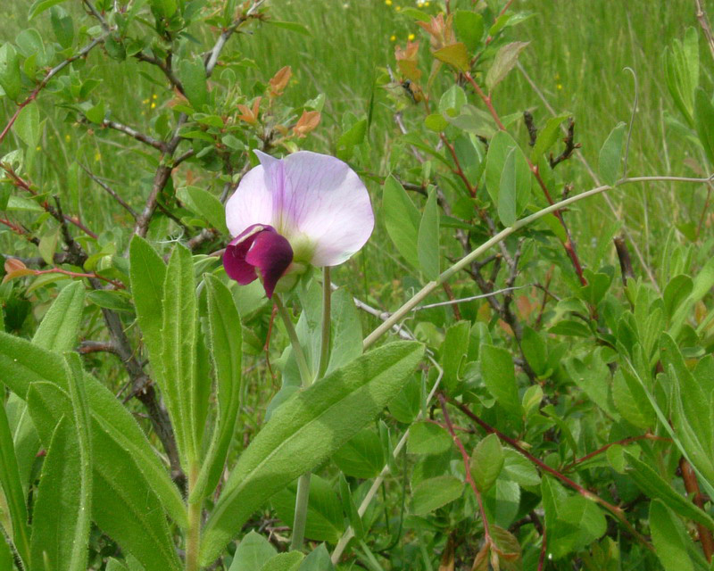 lathyrus. No Pisum sativum ssp. elatius