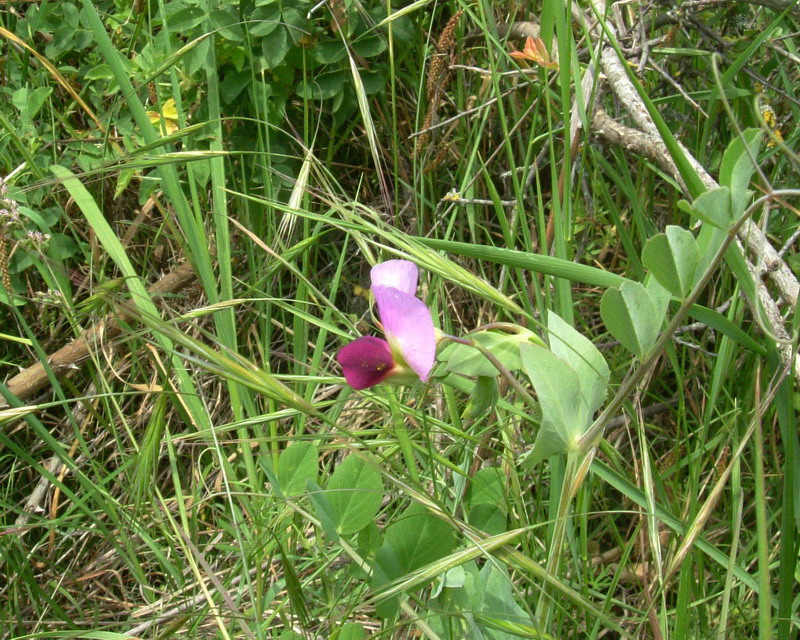 lathyrus. No Pisum sativum ssp. elatius