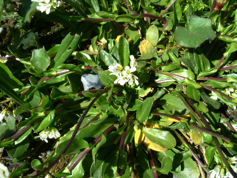 Arabis soyeri subsp. subcoriacea / Arabetta subcoriacea