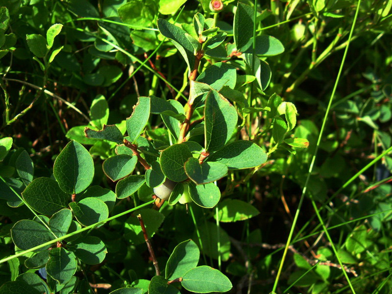 Risposta x mirtillo - Vaccinium uliginosum