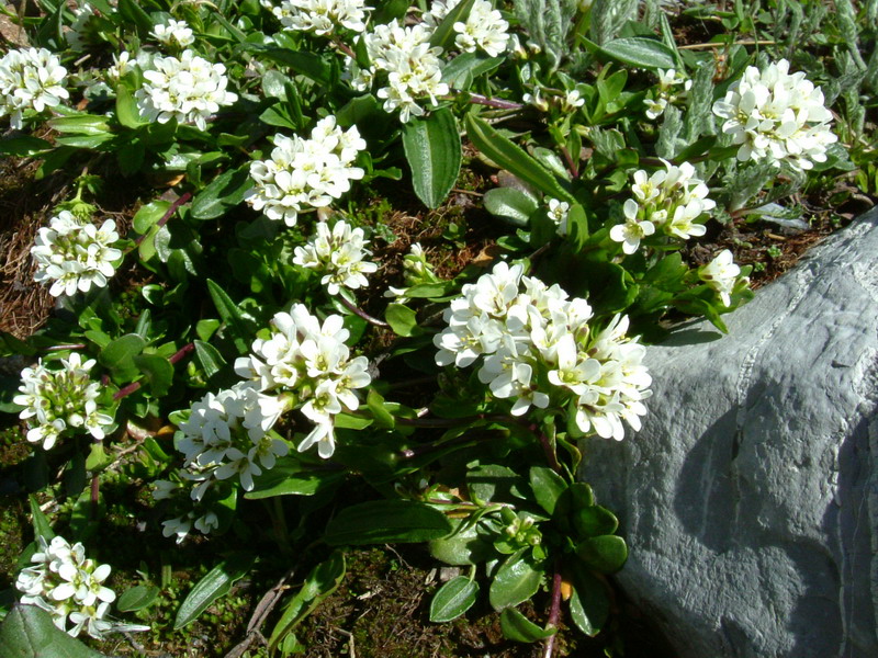 Arabis soyeri subsp. subcoriacea / Arabetta subcoriacea