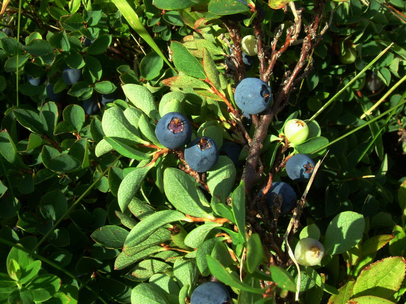 Risposta x mirtillo - Vaccinium uliginosum