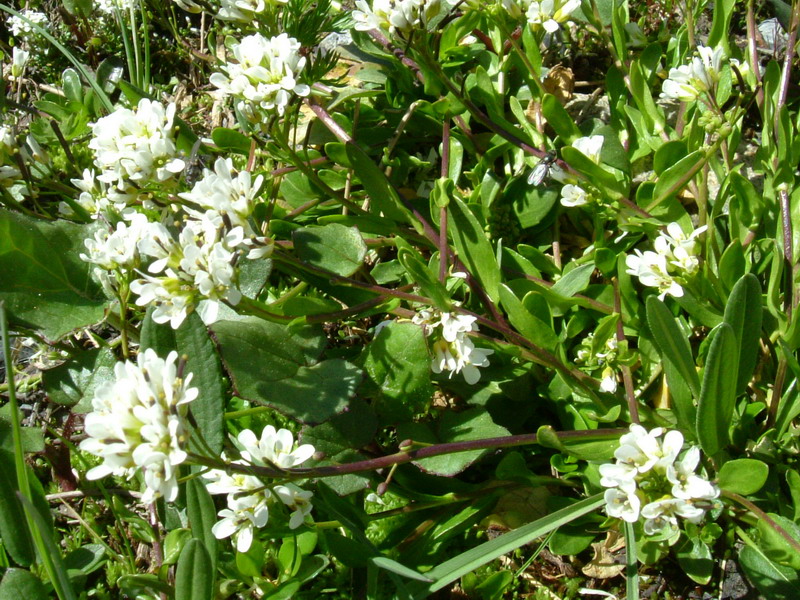 Arabis soyeri subsp. subcoriacea / Arabetta subcoriacea