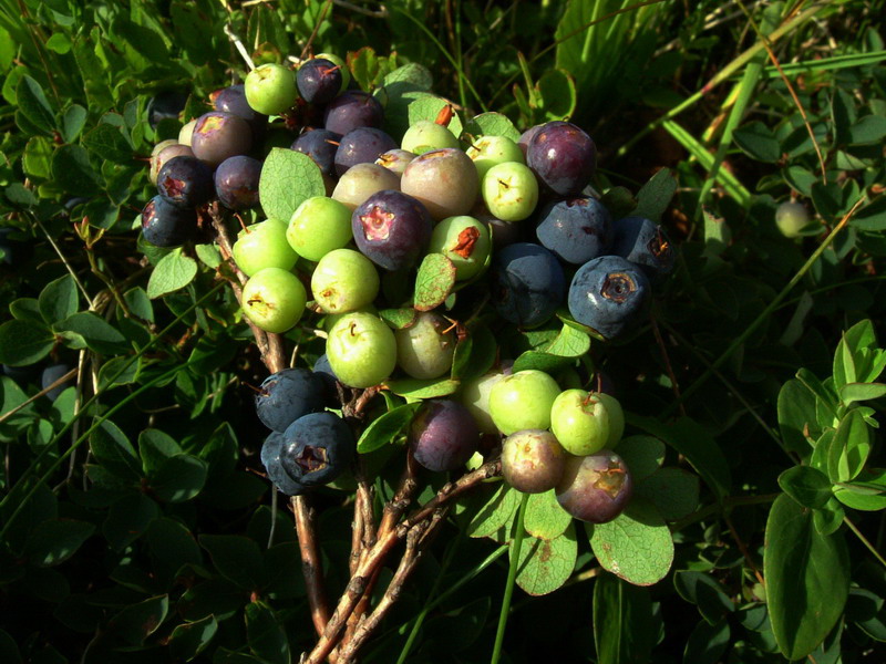 Risposta x mirtillo - Vaccinium uliginosum