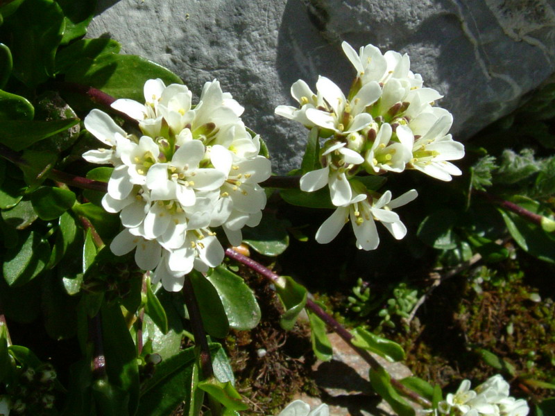 Arabis soyeri subsp. subcoriacea / Arabetta subcoriacea