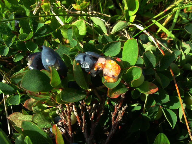 Risposta x mirtillo - Vaccinium uliginosum