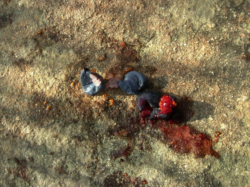 Risposta x mirtillo - Vaccinium uliginosum