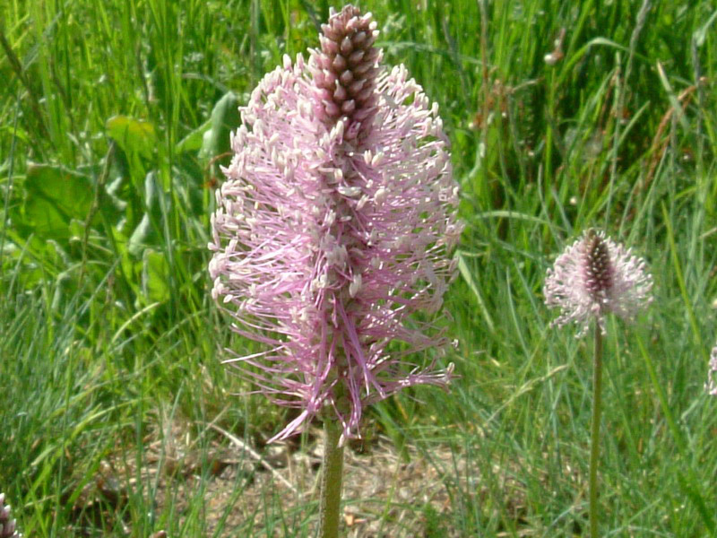 Plantago media / Piantaggine pelosa