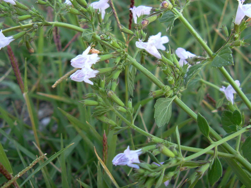 Calamintha nepeta sl.