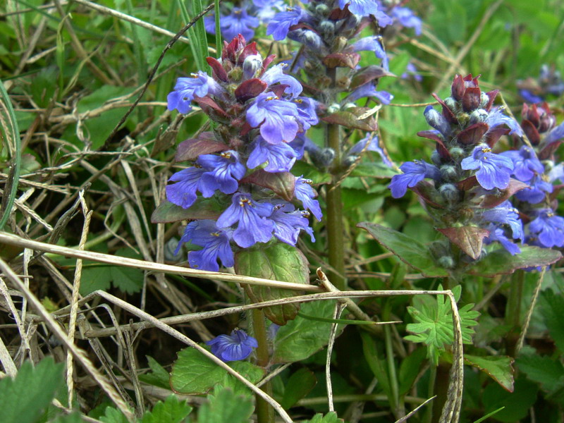 Ajuga reptans