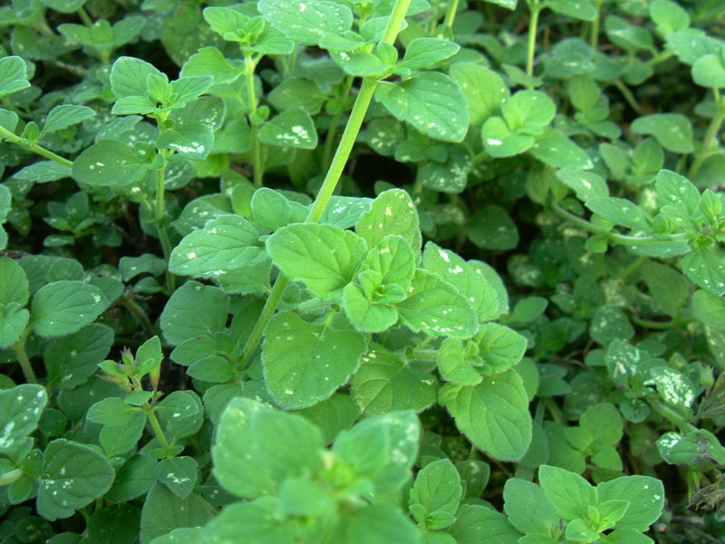 Calamintha nepeta sl.