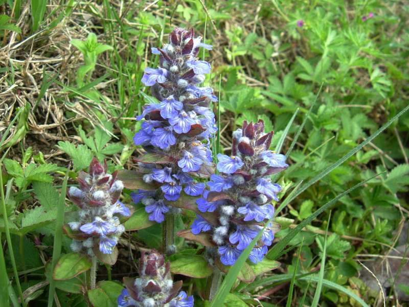 Ajuga reptans