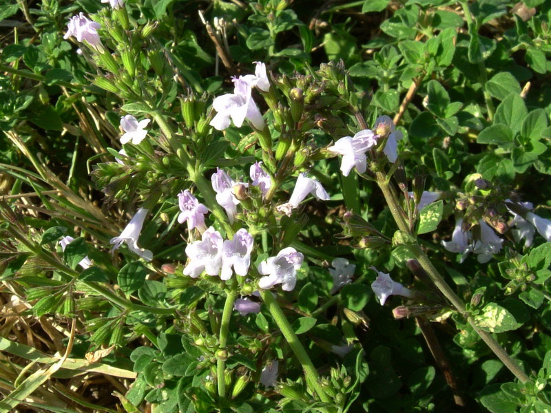 Calamintha nepeta sl.