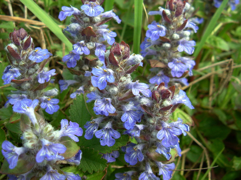 Ajuga reptans