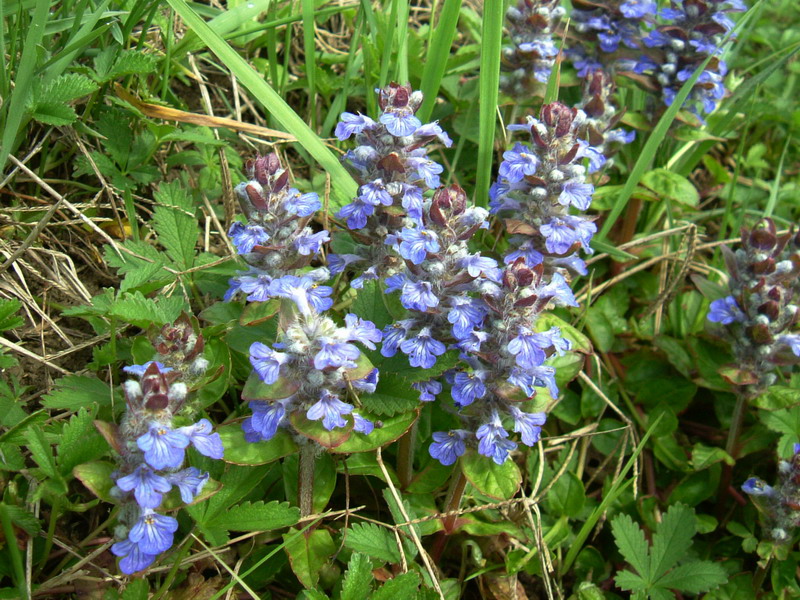 Ajuga reptans