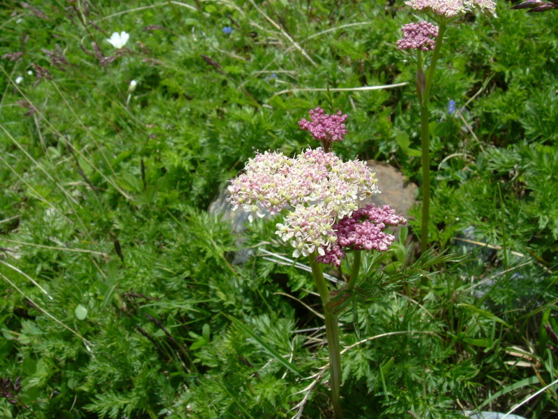 Mutellina adonidifolia / Motellina delle Alpi