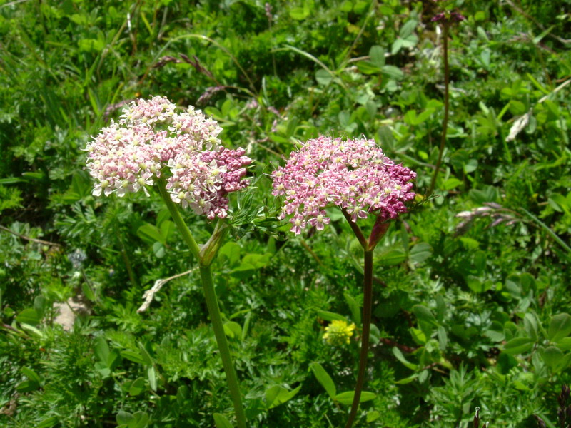 Mutellina adonidifolia / Motellina delle Alpi