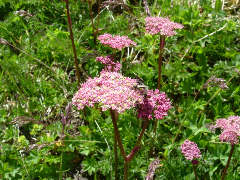 Mutellina adonidifolia / Motellina delle Alpi