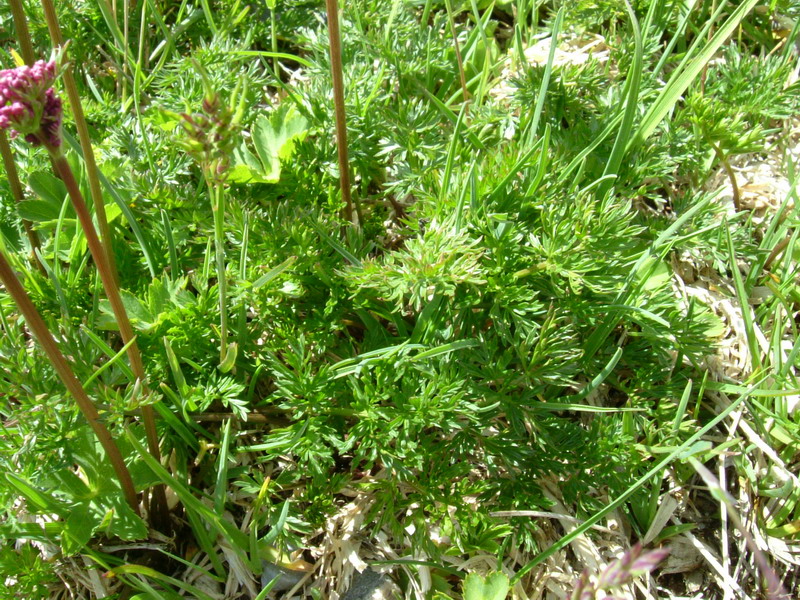 Mutellina adonidifolia / Motellina delle Alpi