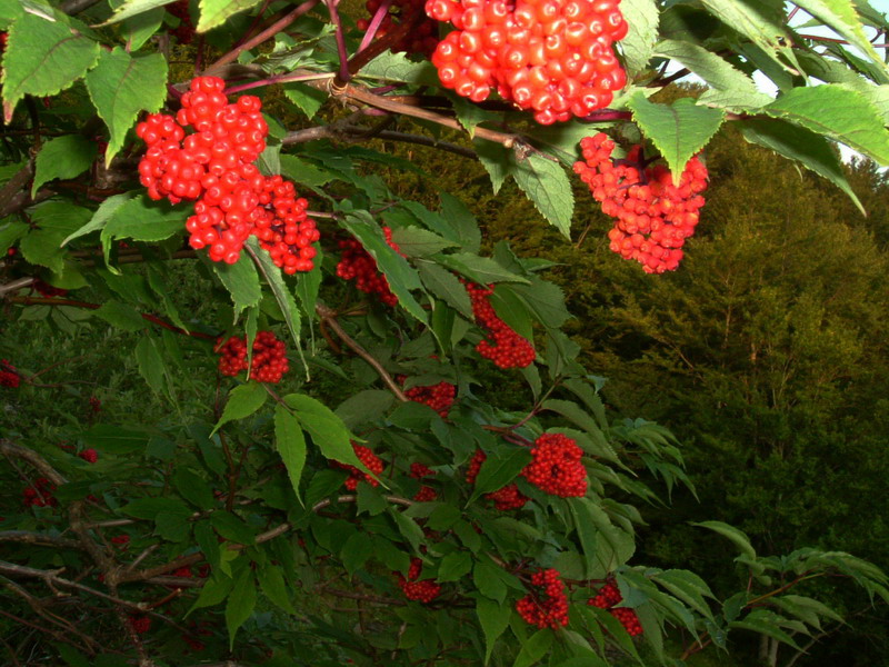 Sambucus racemosa / Sambuco rosso