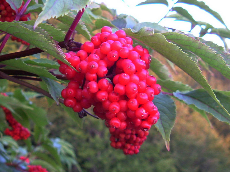 Sambucus racemosa / Sambuco rosso