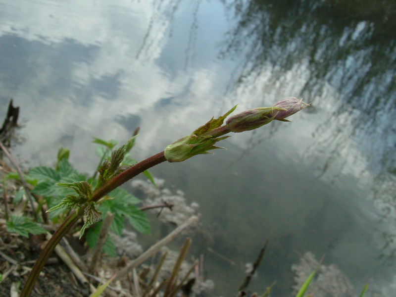 Humulus