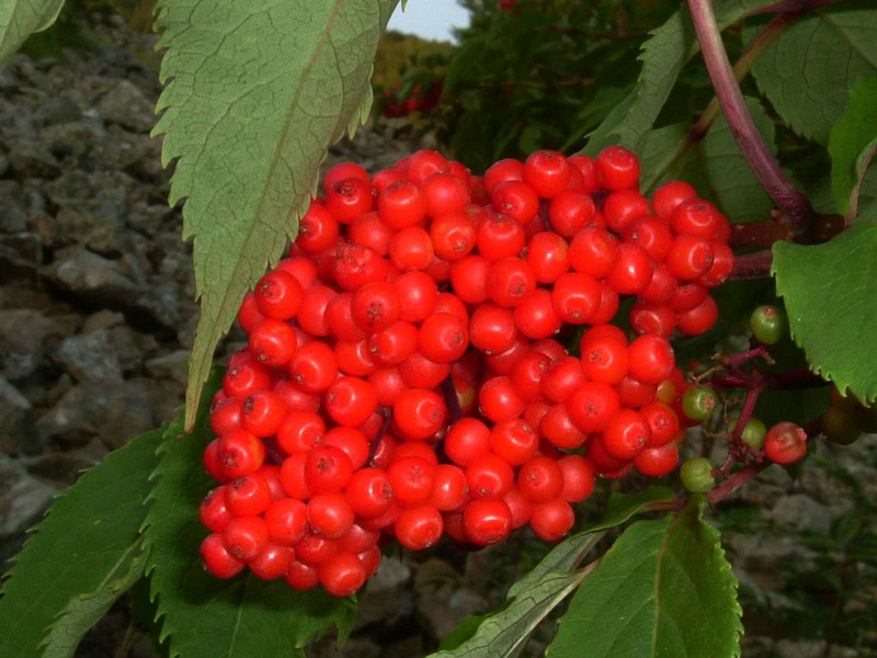 Sambucus racemosa / Sambuco rosso