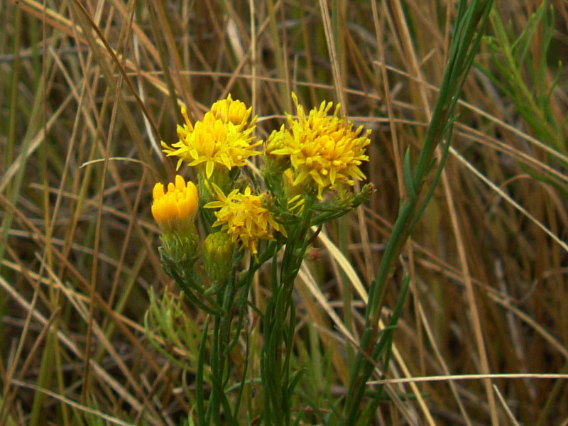 Galatella linosyris (=Aster linosyris) / Astro spillo d''oro