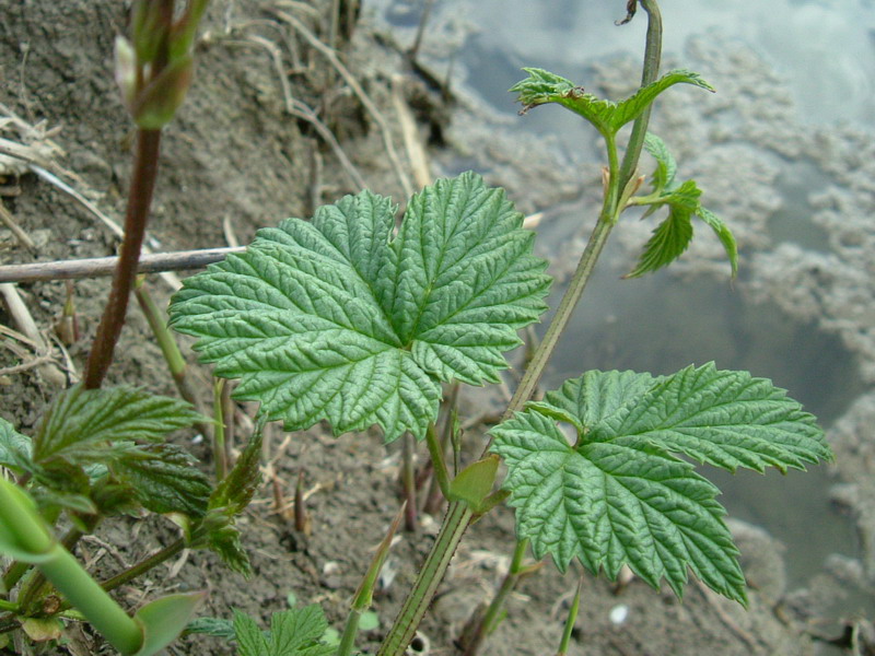 Humulus