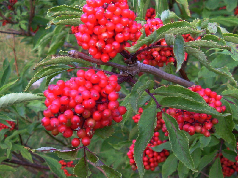 Sambucus racemosa / Sambuco rosso