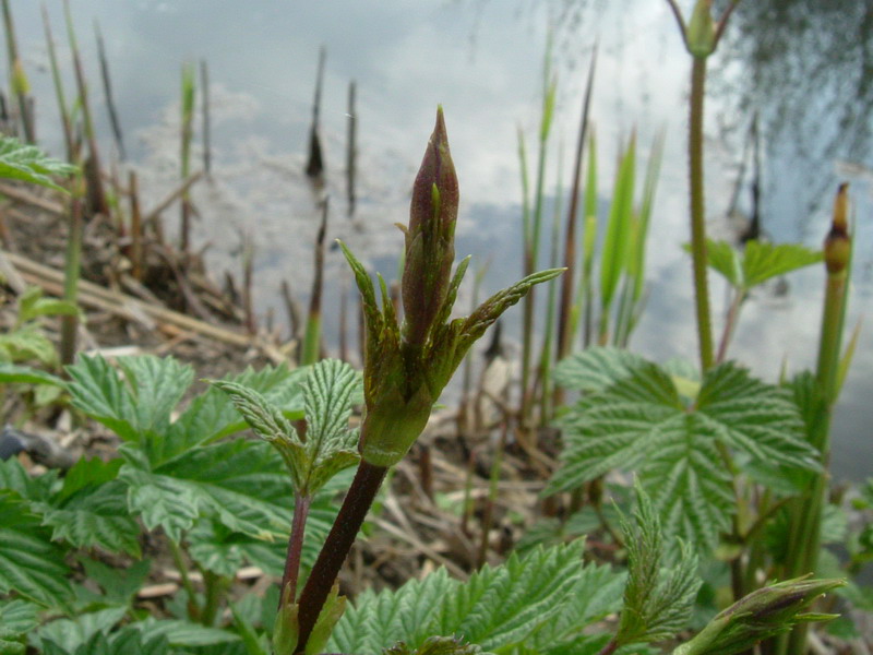 Humulus