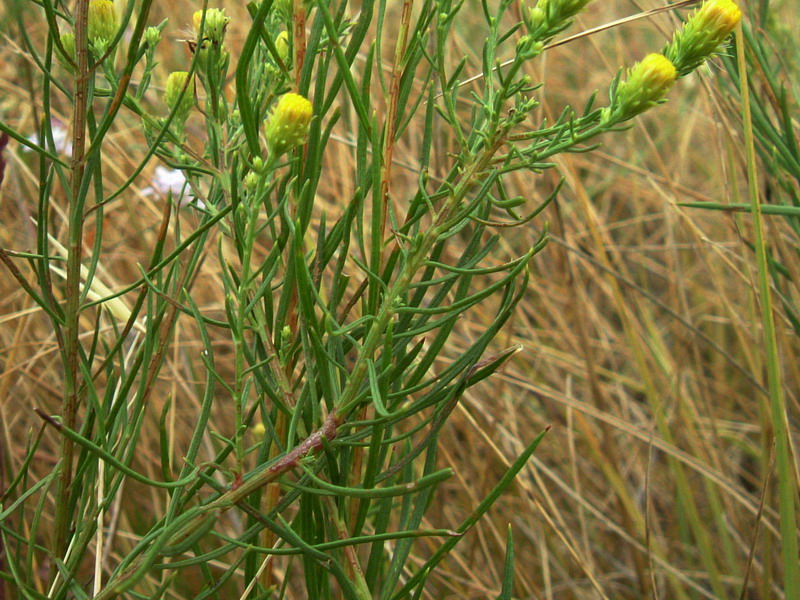 Galatella linosyris (=Aster linosyris) / Astro spillo d''oro