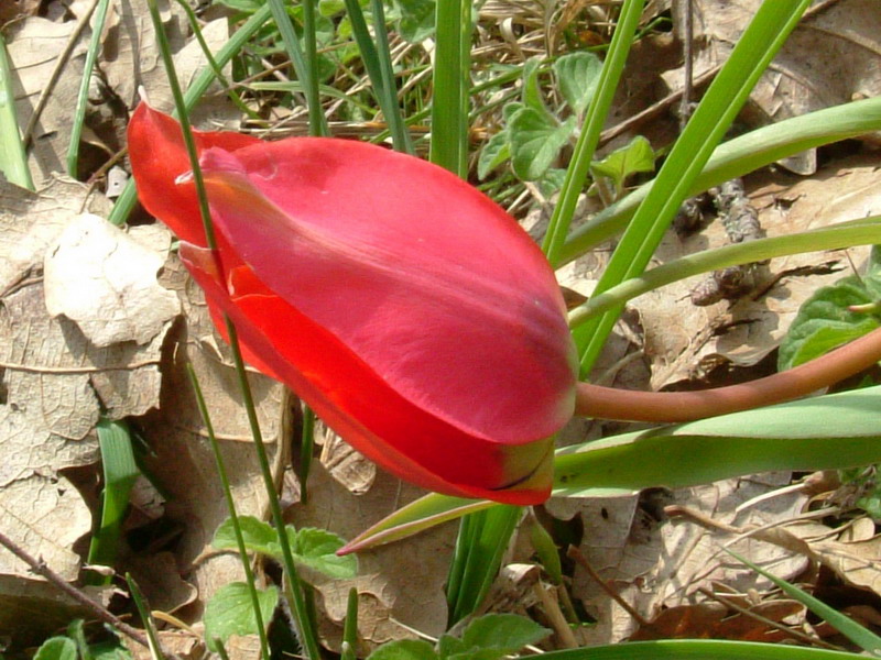 Tulipa raddii / Tulipano precoce