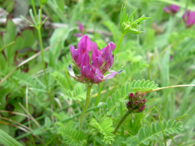 Oggi in appennino 3: Astragalus monspessulanum