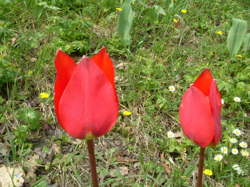 Tulipa raddii / Tulipano precoce