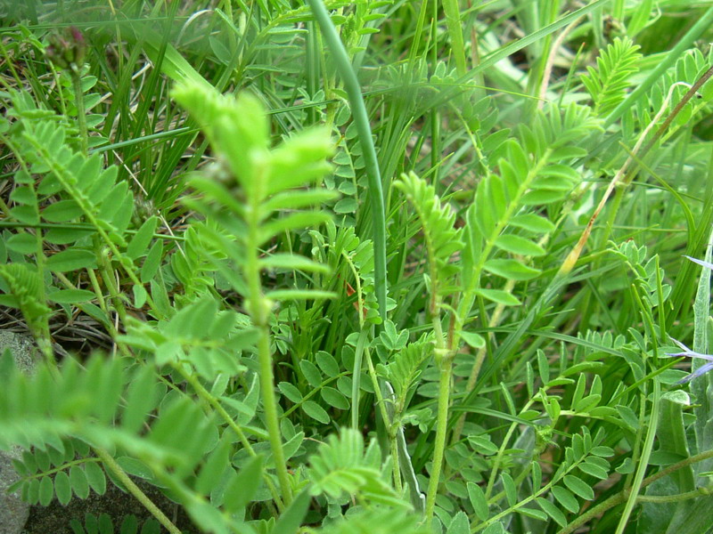 Oggi in appennino 3: Astragalus monspessulanum