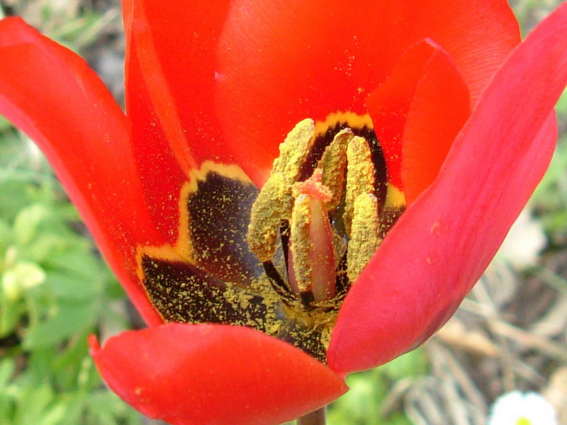 Tulipa raddii / Tulipano precoce