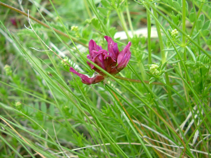 Oggi in appennino 3: Astragalus monspessulanum