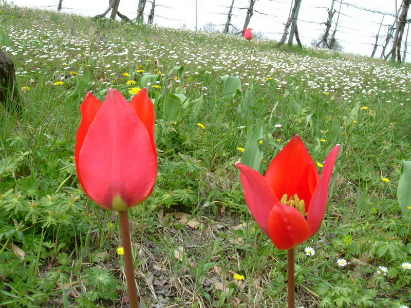 Tulipa raddii / Tulipano precoce