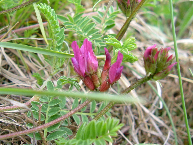 Oggi in appennino 3: Astragalus monspessulanum