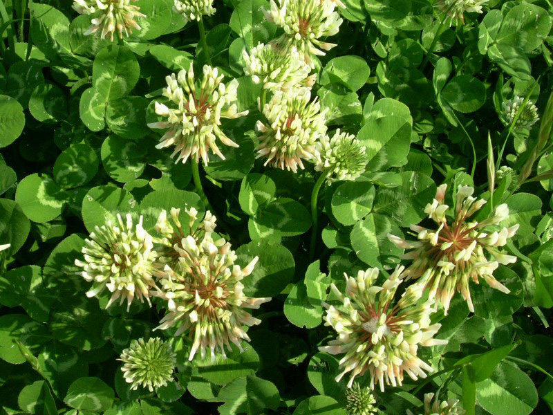 Trifolium repens