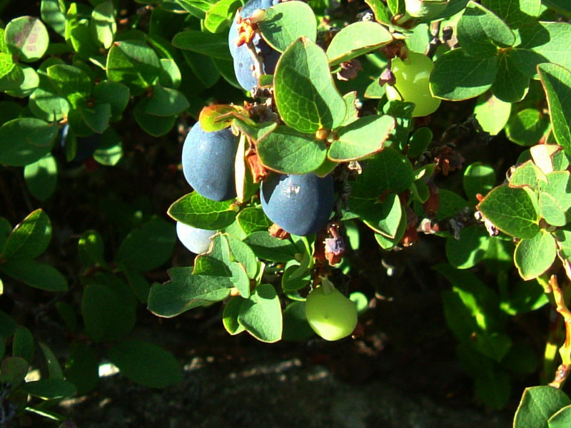 Vaccinium uliginosum L. / Mirtillo falso