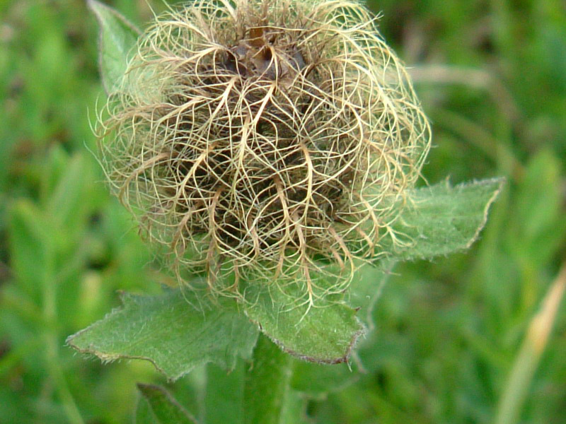 Centaurea nervosa / Fiordaliso alpino