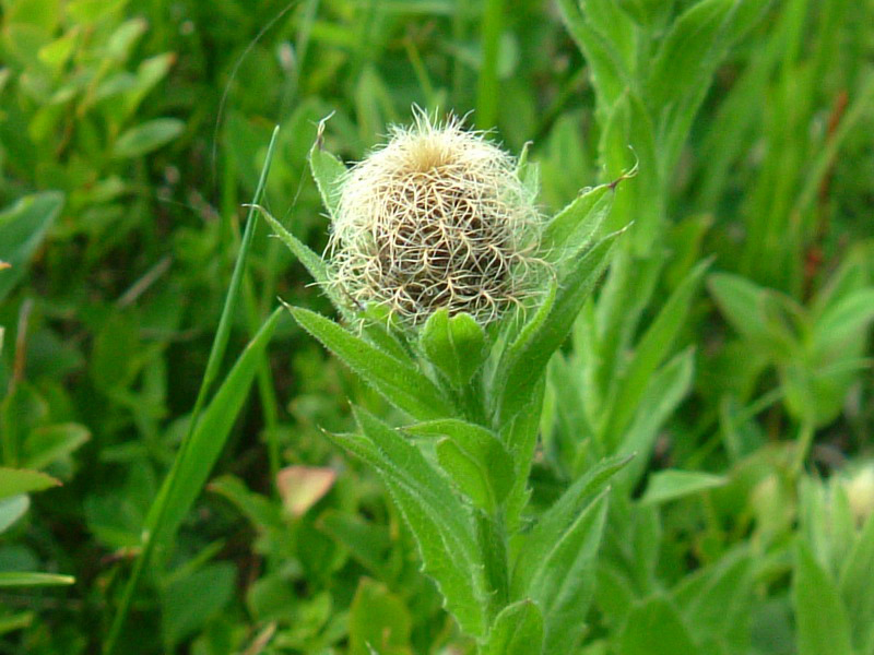 Centaurea nervosa / Fiordaliso alpino