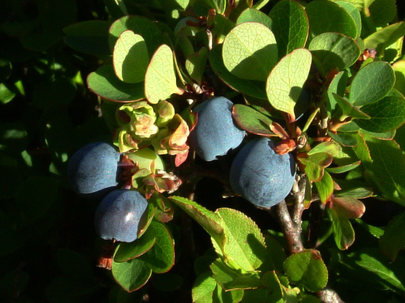 Vaccinium uliginosum L. / Mirtillo falso