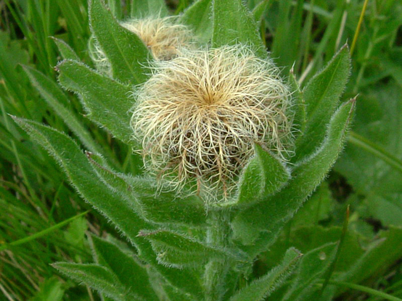 Centaurea nervosa / Fiordaliso alpino