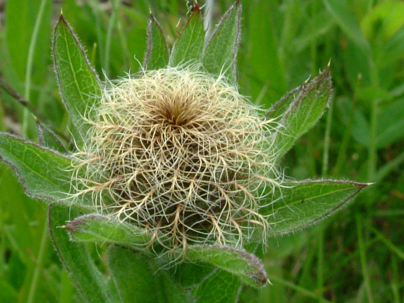 Centaurea nervosa / Fiordaliso alpino