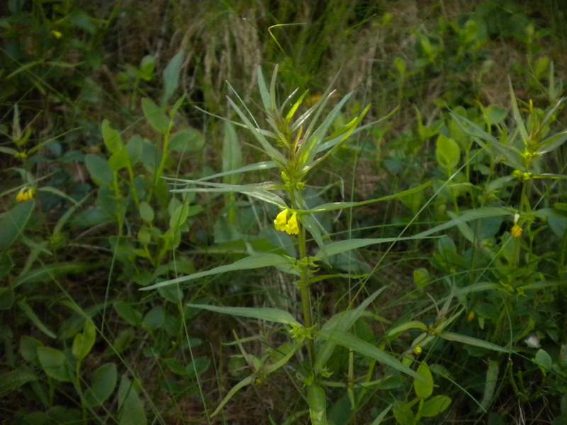 V.Aosta  - Melampyrum sylvaticum L..